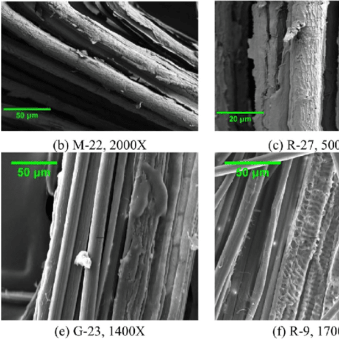 Bamboo fibers magnified under microscope showing rounded structure and characteristic length of the tissue.